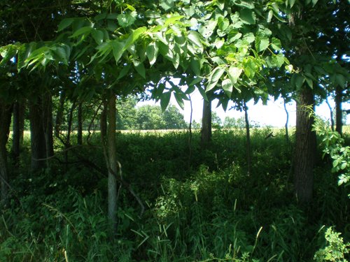 Property photo 50 - 385+/- Contiguous Acres Offered in 7 Tracts