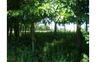 Property photo 50 - 385+/- Contiguous Acres Offered in 7 Tracts