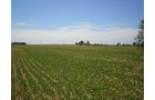 Property photo 77 - 385+/- Contiguous Acres Offered in 7 Tracts