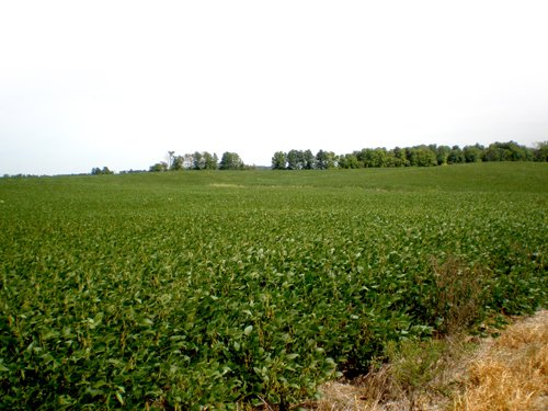 Property photo 79 - 385+/- Contiguous Acres Offered in 7 Tracts