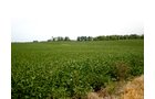 Property photo 79 - 385+/- Contiguous Acres Offered in 7 Tracts