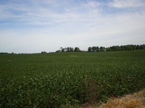Property photo 74 - 385+/- Contiguous Acres Offered in 7 Tracts