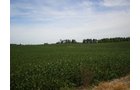 Property photo 74 - 385+/- Contiguous Acres Offered in 7 Tracts