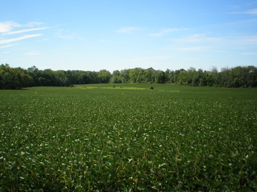 Property photo 35 - 385+/- Contiguous Acres Offered in 7 Tracts