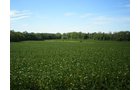 Property photo 35 - 385+/- Contiguous Acres Offered in 7 Tracts