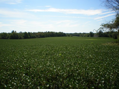 Property photo 69 - 385+/- Contiguous Acres Offered in 7 Tracts