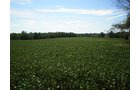 Property photo 69 - 385+/- Contiguous Acres Offered in 7 Tracts