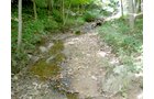 Property photo 62 - 385+/- Contiguous Acres Offered in 7 Tracts