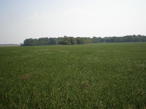 Property photo 72 - 385+/- Contiguous Acres Offered in 7 Tracts