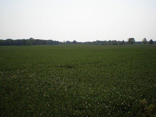 Property photo 39 - 385+/- Contiguous Acres Offered in 7 Tracts