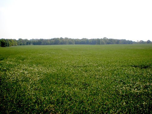 Property photo 70 - 385+/- Contiguous Acres Offered in 7 Tracts
