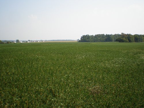 Property photo 61 - 385+/- Contiguous Acres Offered in 7 Tracts