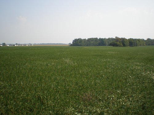 Property photo 13 - 385+/- Contiguous Acres Offered in 7 Tracts