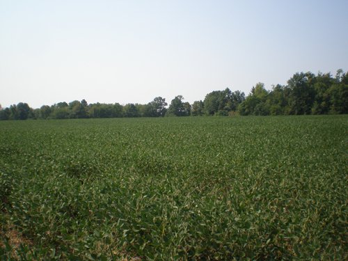 Property photo 75 - 385+/- Contiguous Acres Offered in 7 Tracts