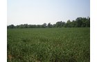 Property photo 75 - 385+/- Contiguous Acres Offered in 7 Tracts