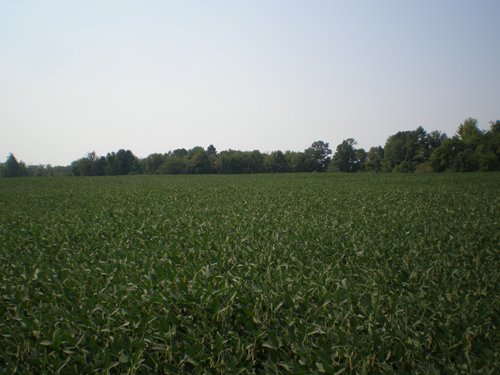 Property photo 30 - 385+/- Contiguous Acres Offered in 7 Tracts