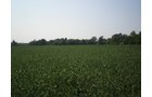 Property photo 30 - 385+/- Contiguous Acres Offered in 7 Tracts