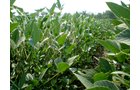 Property photo 52 - 385+/- Contiguous Acres Offered in 7 Tracts