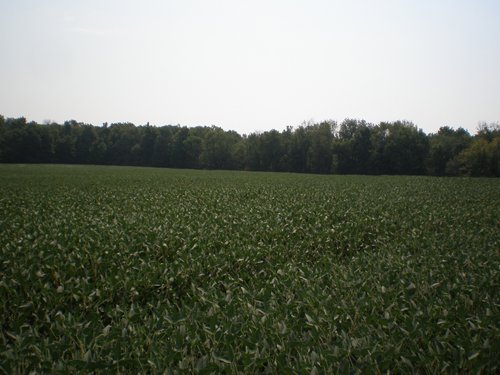 Property photo 45 - 385+/- Contiguous Acres Offered in 7 Tracts