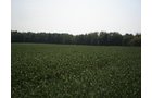 Property photo 45 - 385+/- Contiguous Acres Offered in 7 Tracts