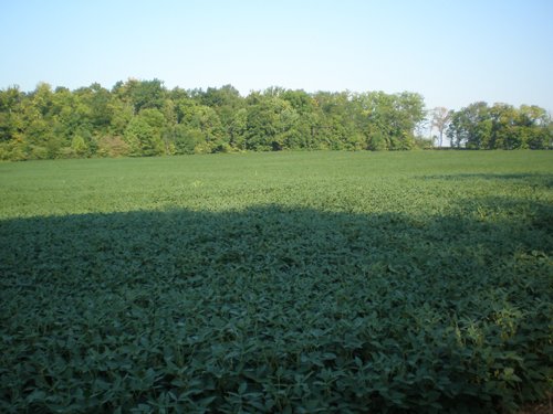 Property photo 44 - 385+/- Contiguous Acres Offered in 7 Tracts