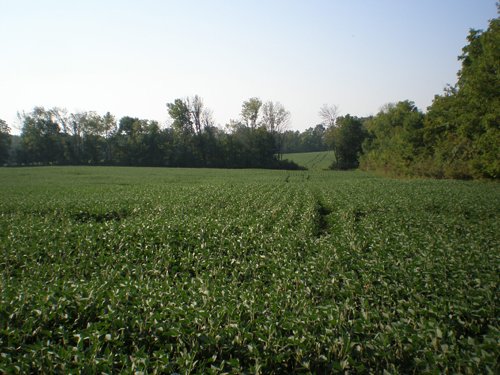 Property photo 11 - 385+/- Contiguous Acres Offered in 7 Tracts
