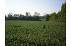Property photo 11 - 385+/- Contiguous Acres Offered in 7 Tracts