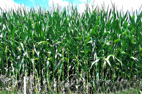 39.618 Acre Land Auction Offered in 2 Tracts