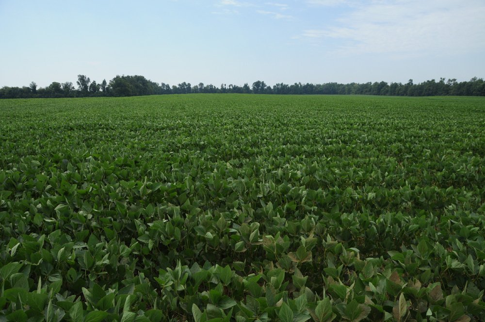 Property photo 43 - 1,288 Acre Land Auction in 19 Tracts. 903 Tillable Acres and Mature Timber