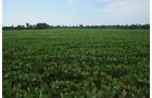 Property photo 43 - 1,288 Acre Land Auction in 19 Tracts. 903 Tillable Acres and Mature Timber