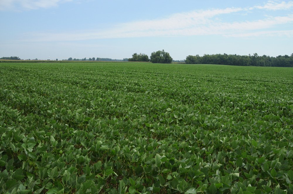 Property photo 31 - 1,288 Acre Land Auction in 19 Tracts. 903 Tillable Acres and Mature Timber
