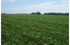 Property photo 31 - 1,288 Acre Land Auction in 19 Tracts. 903 Tillable Acres and Mature Timber