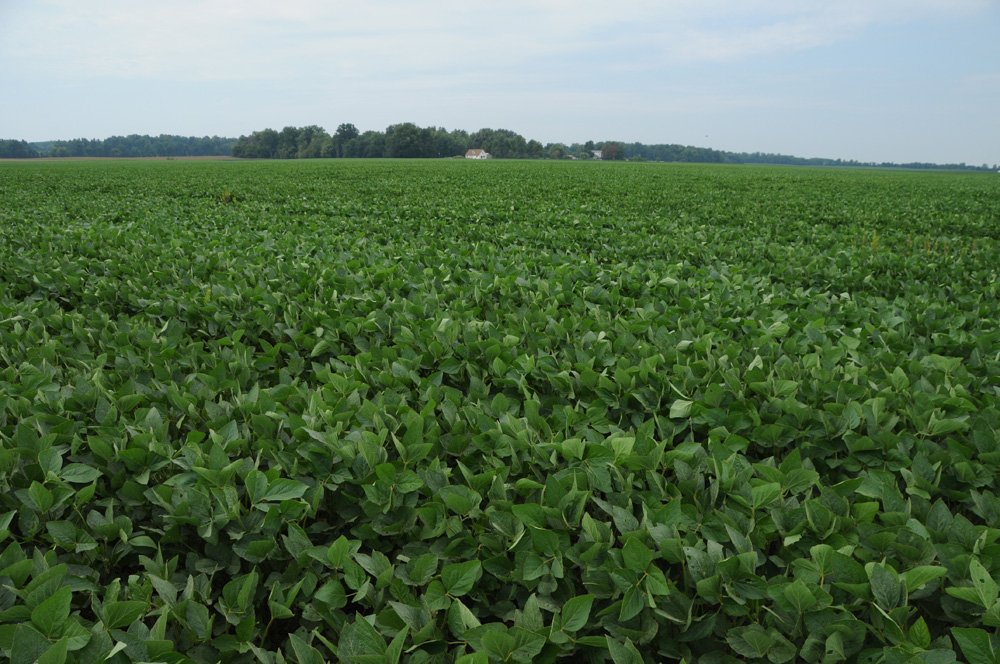 Property photo 2 - 1,288 Acre Land Auction in 19 Tracts. 903 Tillable Acres and Mature Timber