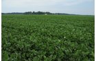 Property photo 2 - 1,288 Acre Land Auction in 19 Tracts. 903 Tillable Acres and Mature Timber