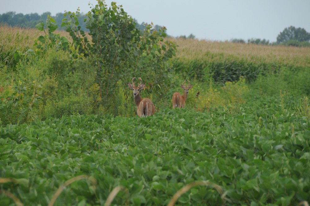 Property photo 17 - 1,288 Acre Land Auction in 19 Tracts. 903 Tillable Acres and Mature Timber