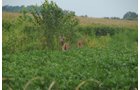 Property photo 17 - 1,288 Acre Land Auction in 19 Tracts. 903 Tillable Acres and Mature Timber