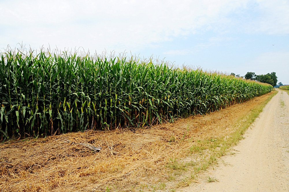 Property photo 32 - 1,288 Acre Land Auction in 19 Tracts. 903 Tillable Acres and Mature Timber