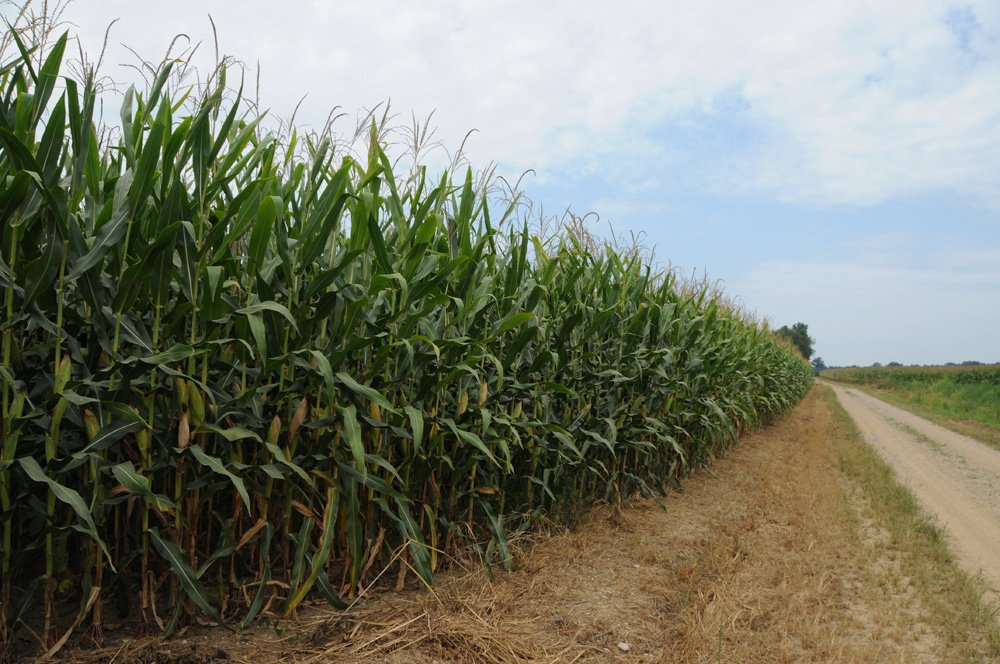Property photo 29 - 1,288 Acre Land Auction in 19 Tracts. 903 Tillable Acres and Mature Timber