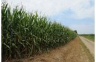 Property photo 29 - 1,288 Acre Land Auction in 19 Tracts. 903 Tillable Acres and Mature Timber