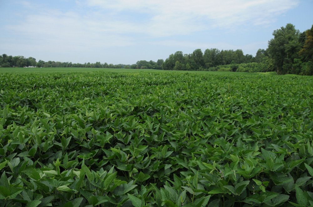 Property photo 27 - 1,288 Acre Land Auction in 19 Tracts. 903 Tillable Acres and Mature Timber