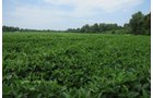 Property photo 27 - 1,288 Acre Land Auction in 19 Tracts. 903 Tillable Acres and Mature Timber