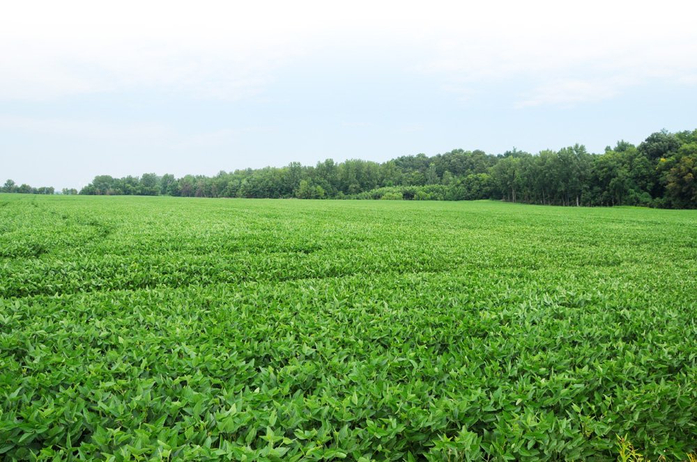 Property photo 14 - 1,288 Acre Land Auction in 19 Tracts. 903 Tillable Acres and Mature Timber
