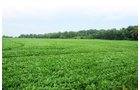 Property photo 14 - 1,288 Acre Land Auction in 19 Tracts. 903 Tillable Acres and Mature Timber