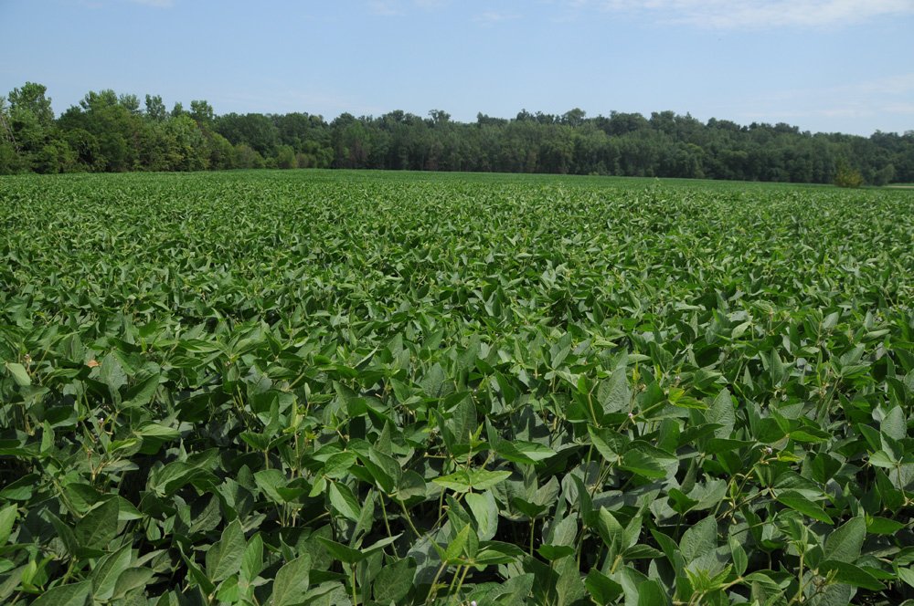 Property photo 44 - 1,288 Acre Land Auction in 19 Tracts. 903 Tillable Acres and Mature Timber