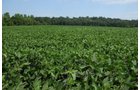 Property photo 44 - 1,288 Acre Land Auction in 19 Tracts. 903 Tillable Acres and Mature Timber