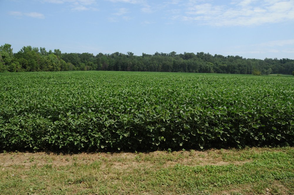 Property photo 46 - 1,288 Acre Land Auction in 19 Tracts. 903 Tillable Acres and Mature Timber