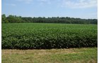 Property photo 46 - 1,288 Acre Land Auction in 19 Tracts. 903 Tillable Acres and Mature Timber