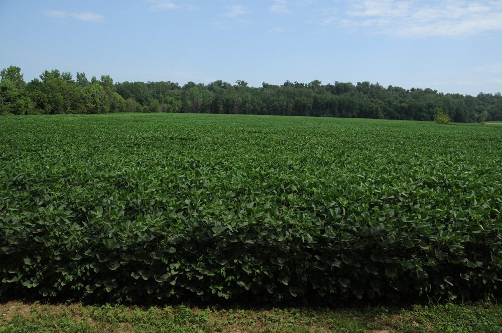 Property photo 35 - 1,288 Acre Land Auction in 19 Tracts. 903 Tillable Acres and Mature Timber