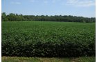 Property photo 35 - 1,288 Acre Land Auction in 19 Tracts. 903 Tillable Acres and Mature Timber