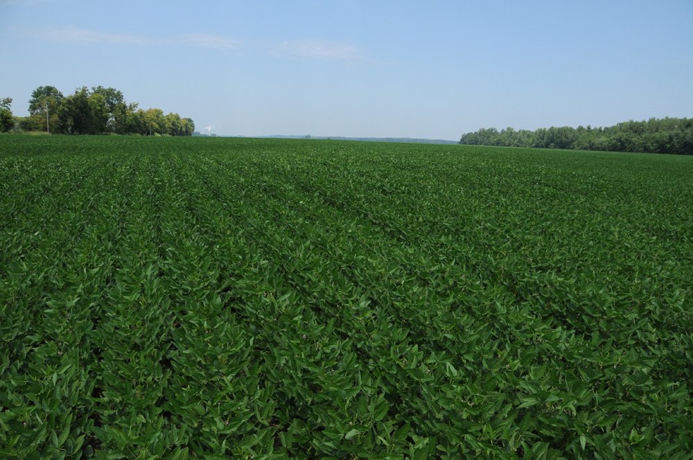 Property photo 36 - 1,288 Acre Land Auction in 19 Tracts. 903 Tillable Acres and Mature Timber